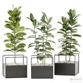 Ficus set with Ersa FRAME