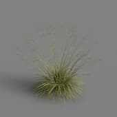 MT PM V79 Achnatherum splendens 01 02