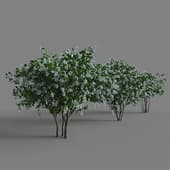 Chubushnik bush