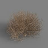 MT PM V79 Salsola tragus 01 02