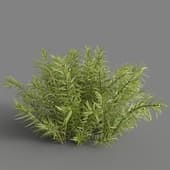 MT PM V83 Rotala rotundifolia 01 06