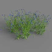 Centaurea cyanus 012
