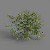 MT PM V68 Kerria japonica 01 06
