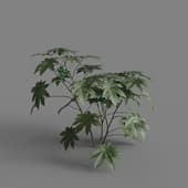 MT PM V66 Ricinus communis 01 02
