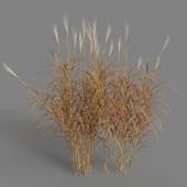 Miscanthus purpurascens 01 08