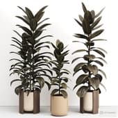 Indoor Plants ficus set