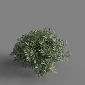 MT PM V60 Pittosporum tobira 01 02