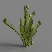 MT PM V82 Matteuccia struthiopteris 01 02