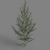 MT PM V58 Cryptomeria fortunei 01 04