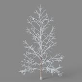 Metasequoia glyptostroboides 01 06winter