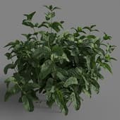 Mentha arvensis 01 05