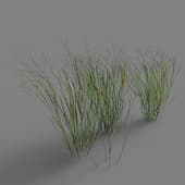 Panicum virgatum 01 06