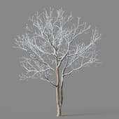 Firmiana platanifolia 01 06