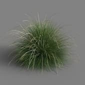 Festuca mairei 01 07