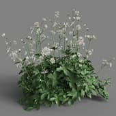 Astrantia major 01 08