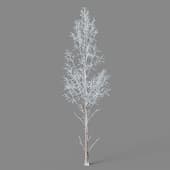 Metasequoia glyptostroboides 01 03winter