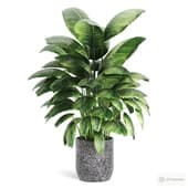 Indoor plant 01
