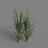 MT PM V93 Oryza sativa 01 03