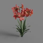 MT PM V64 Hippeastrum rutilum 01 03