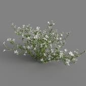 MT PM V64 Lobelia erinus 01 06