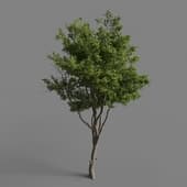 dp tree 004