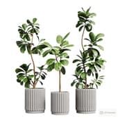 Indoor plants Ficus 1
