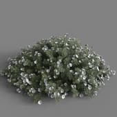 MT PM V60 Convolvulus cneorum 01 05