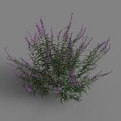 MT PM V85 Salvia leucantha 01 04