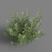 MT PM V60 Artemisia abrotanum 01 02