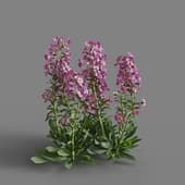 MT PM V64 Matthiola incana 01 06