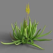 045 aloe vera