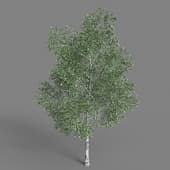 AM040 tree
