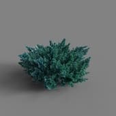 Juniper Squamata 1