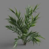 MT PM V80 Howea forsteriana 01 03