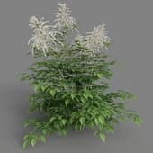 Aruncus dioicus 02