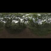 monks_forest_4k