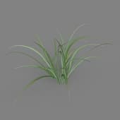 Miscanthus flavidus 01 02