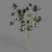MT PM V53 Eryngium foetidum 01 04