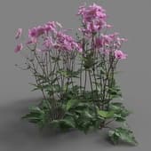 Anemone hupehensis 05