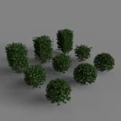 Cotoneaster lucidus
