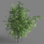047 phyllostachys aurea