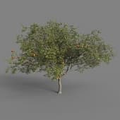 Malus Domestica 03