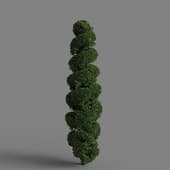 MT PM V28 European Hornbeam 02 09