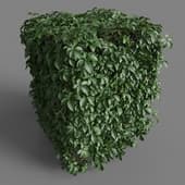 MT PM V82 Tetrastigma umbellatum 01 06