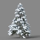 Cedrus deodara 01 05