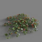 MT PM V68 Tropaeolum majus 01 03