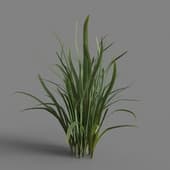 MT PM V69 Iris sanguinea 01 04