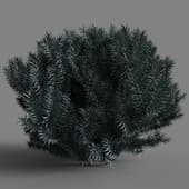 Picea pungens 01 03