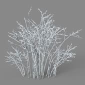 Shrub glauca 01 01
