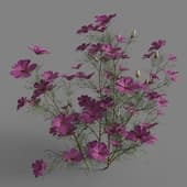 MT PM V91 Cosmos bipinnatus 01 03